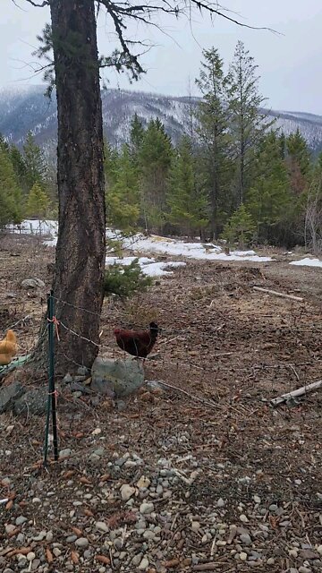 Pedro in the mountains