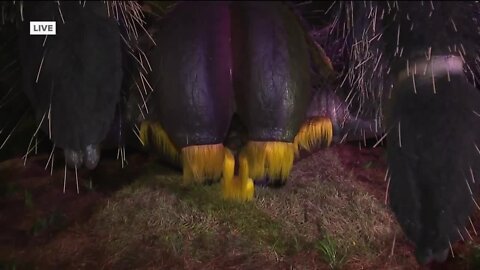 Sean Daly previews Bugtopia at ZooTampa