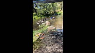 Dogs enjoy swimming with family