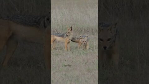 Animals that Forms Monogamous, Life-long Pair Bonds! 🤔#shorts #safari #travel