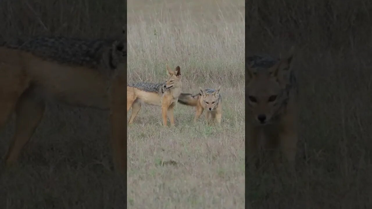 Animals that Forms Monogamous, Life-long Pair Bonds! 🤔#shorts #safari #travel