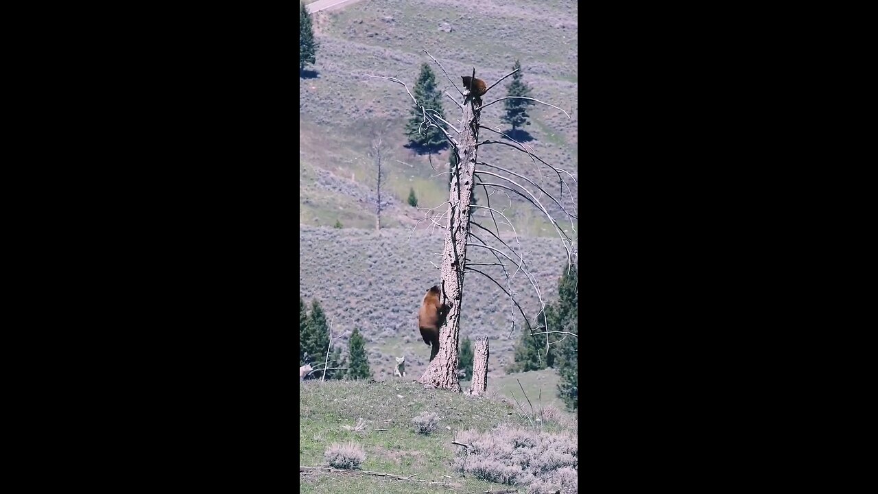 Even bears don’t joke with wolves