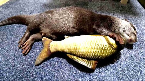 The owner saw that the otter was asleep and put a large fish into his arms and was amused