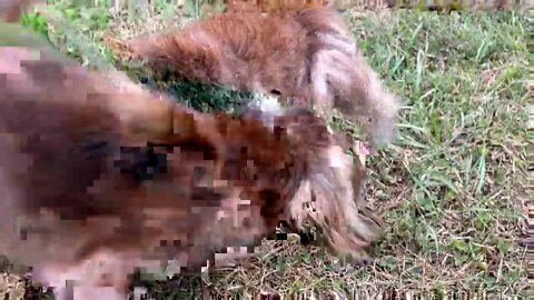 Girls Just Wanna Have Fun HD 720p