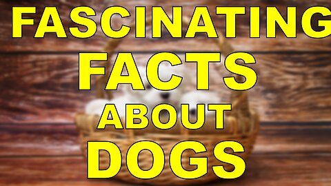 Fascinating Facts About Dogs