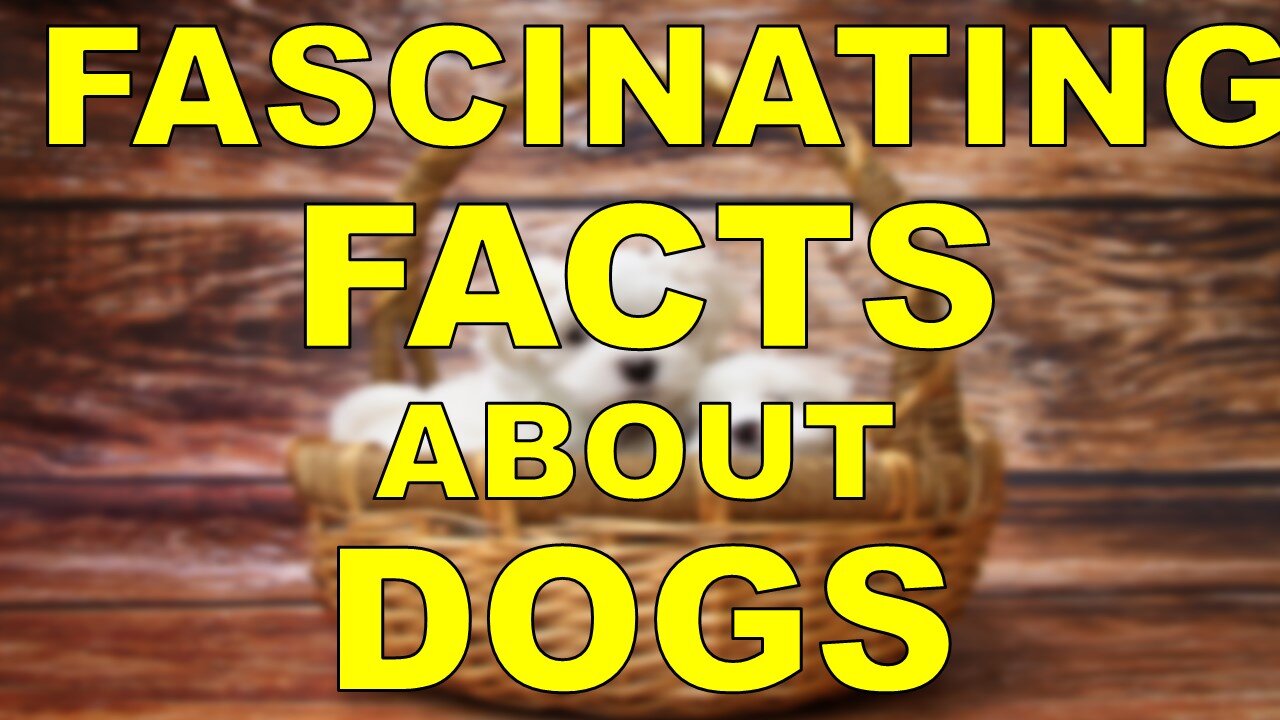 Fascinating Facts About Dogs