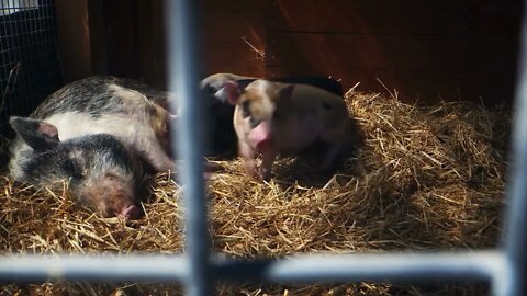 Mother Feeds Piglets In The Barn 1