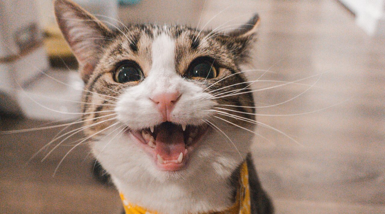 Try Not To Laugh | You Laugh You Lose | Funny Animals | AdvisorChannel