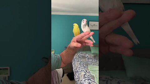 Parakeets #shorts #shortsvideo #shortsfeed #shortsfunny #asmr