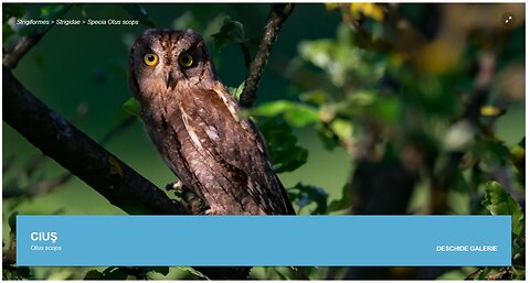 Ciuful pitic (din "Pasari din livezile si baltile Dunarii)