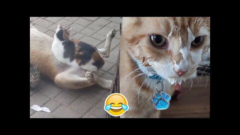 Funny cat 😽 vs Gun 🔫 - Funny Animals 😂 playing dead on finger shot Compilation