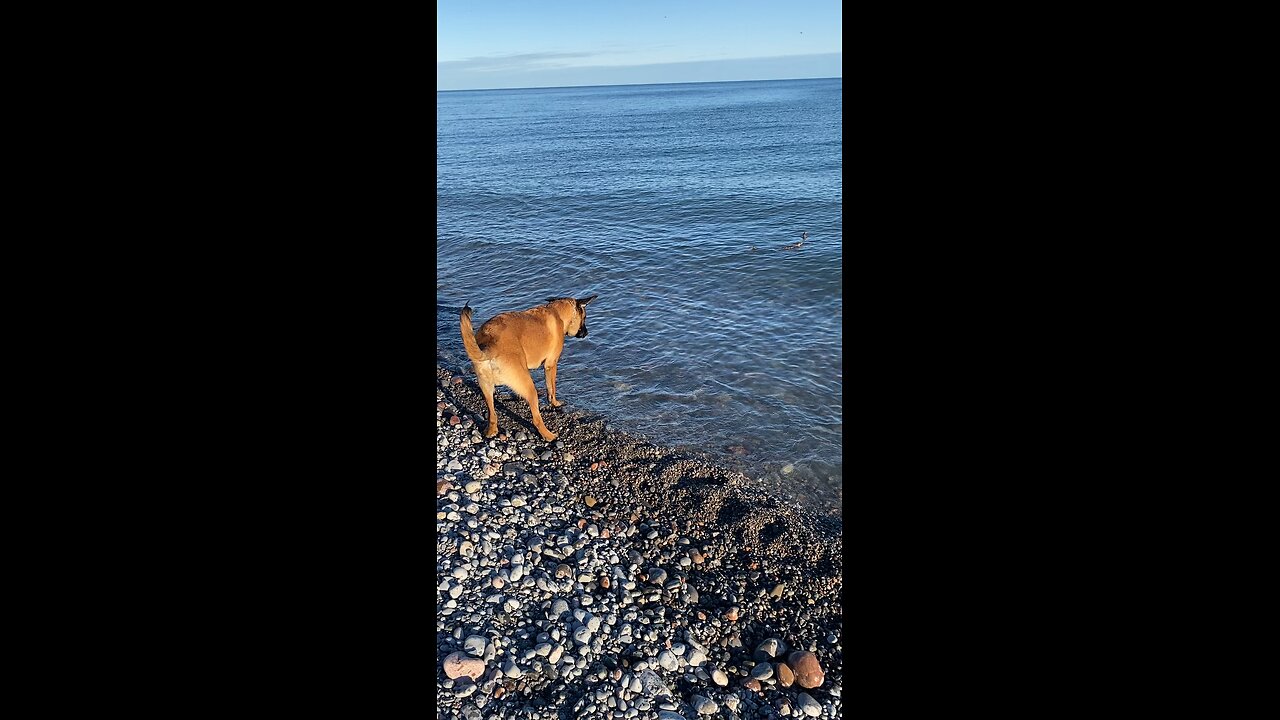 Belgian Malinois at Lake Ontario in Canada