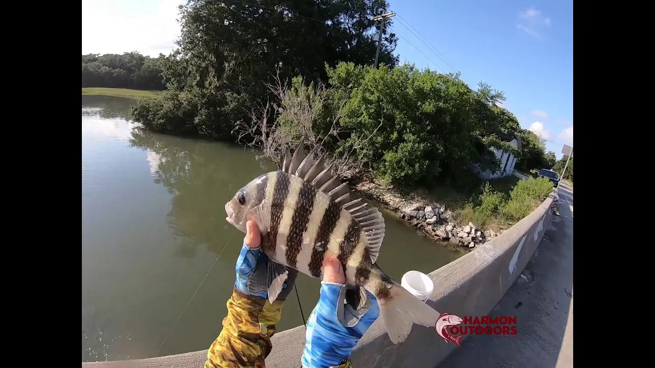 Sheepshead Rigs For Beaufort