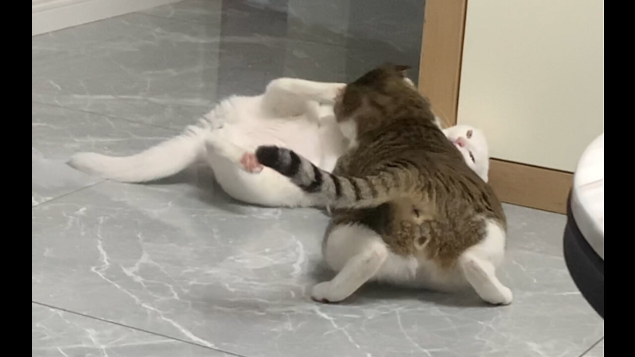 two cats fighting