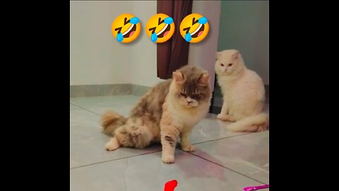 Cute cat reaction 😍| Cat love status 😍😍