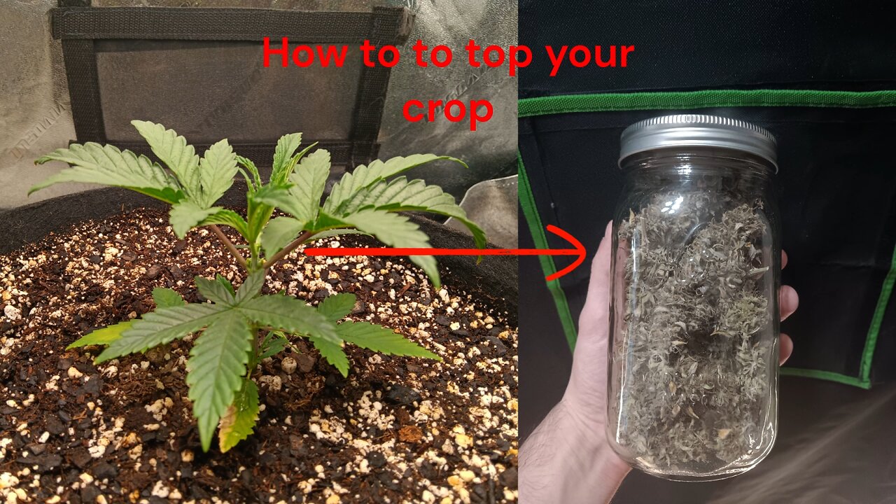 How to top your cannabis