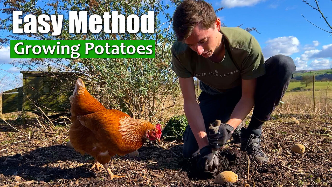 The EASIEST Way To Grow Potatoes | Permaculture Food Forest