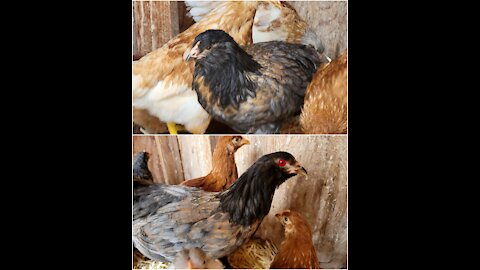CHICKEN: The Music Video
