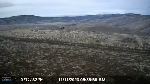 Elk walking through property