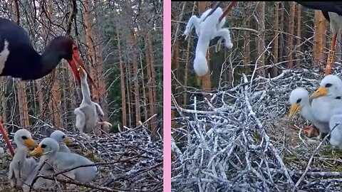 Storks kick their chicks out of the nest, condemning them to death. And this happens very often