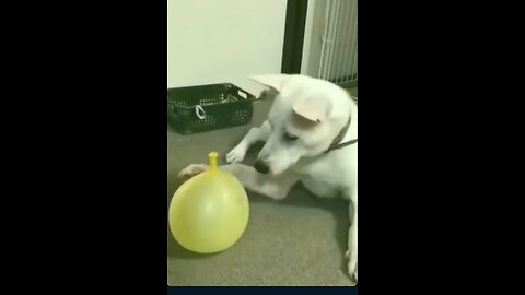 dog funny video 🤣🤣