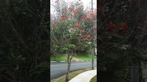 natureza é maravilhosa ainda mais na primavera 🤣😅😂😘🥰😍🤩🥳