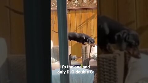 It's the one and only D-O double G #shorts