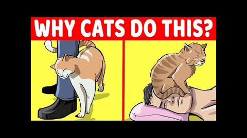 15 Strangest Cat Behaviors Explained