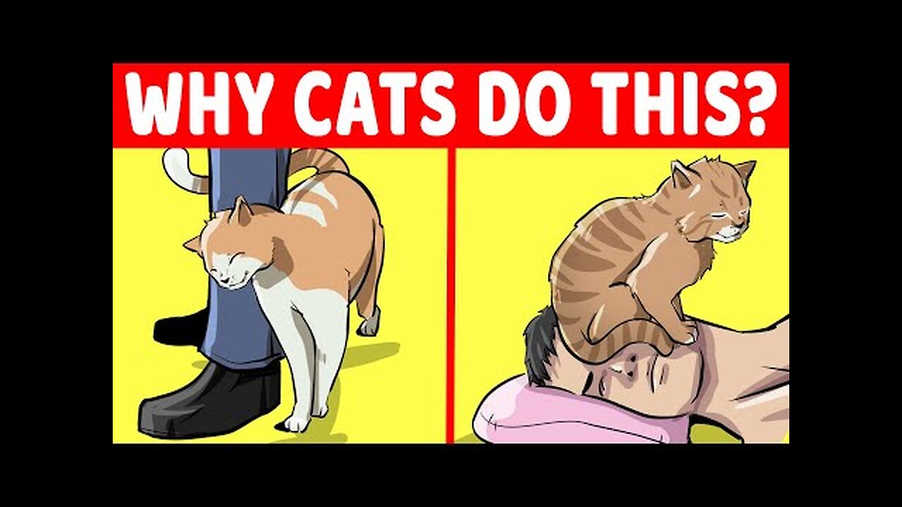 15 Strangest Cat Behaviors Explained