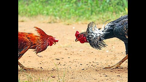 cock fighting