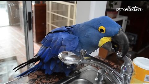 Life of bird at home / Funny Birds / Pets / Perot's