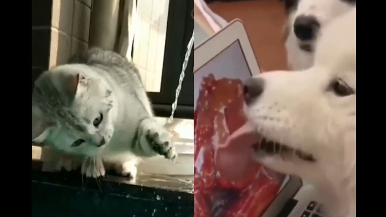 a collection of funny cat and dog videos that make you laugh all the time