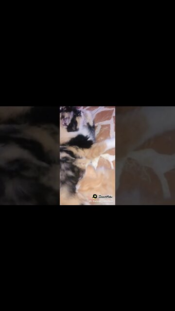 Mother cat feeding kitten 🐱 #kittens #persiancats #cutecat #cat #mother
