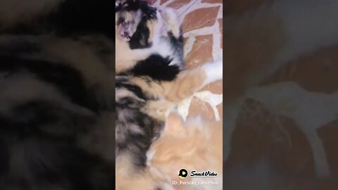 Mother cat feeding kitten 🐱 #kittens #persiancats #cutecat #cat #mother