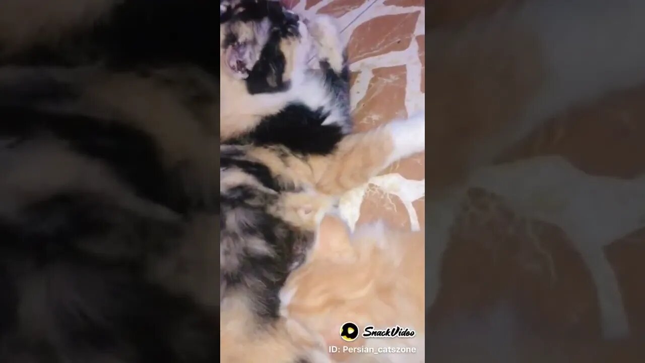 Mother cat feeding kitten 🐱 #kittens #persiancats #cutecat #cat #mother