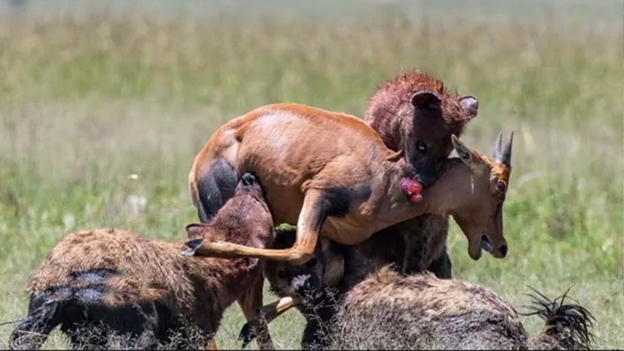 Deadly Hyenas Attack Other Animals