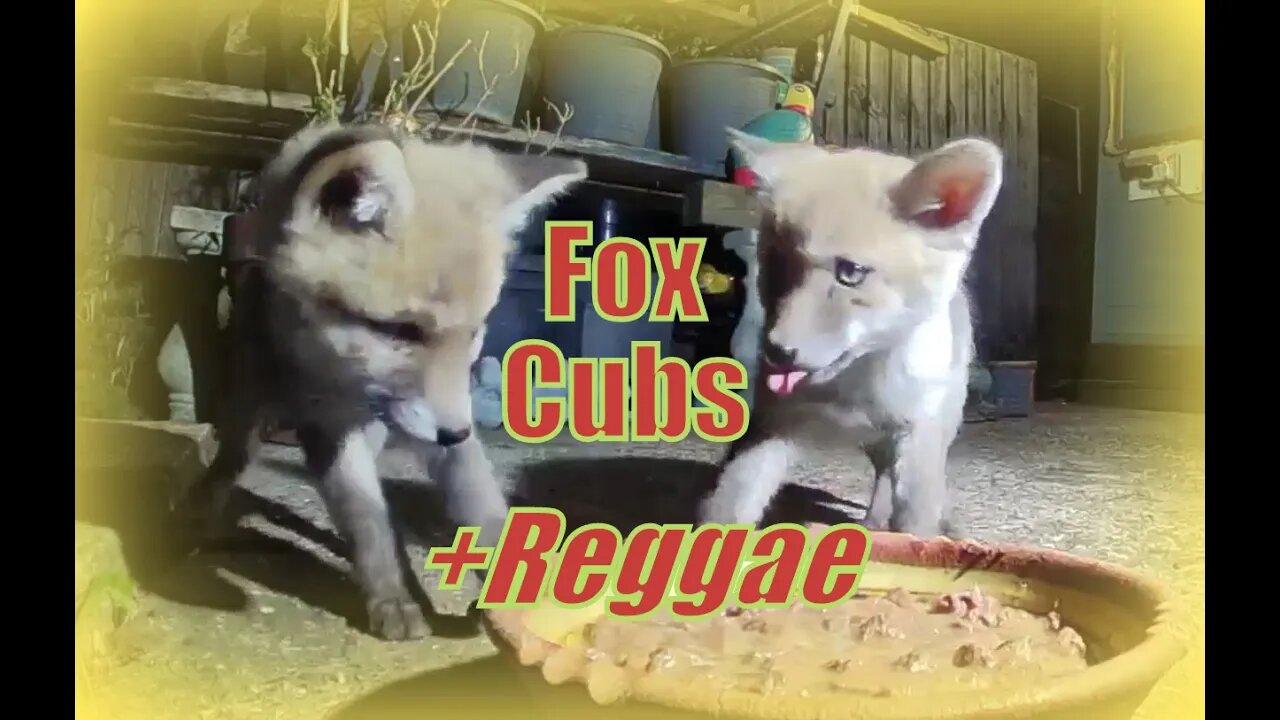 🦊Daily Foxy Family with under cute cubs Spring Watch - edited LIVESTREAM highlights set to reggae