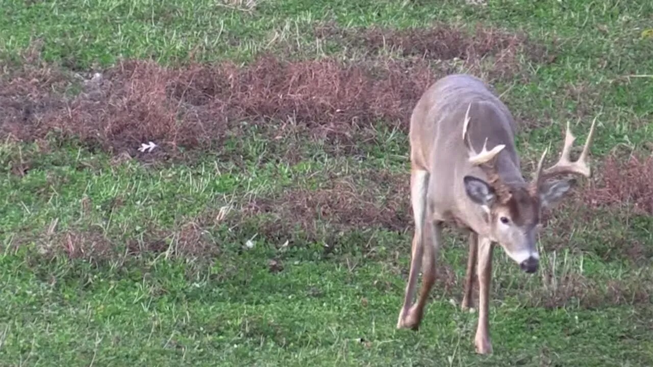 Travel Patterns During the Rut | Deer & Deer Hunting TV