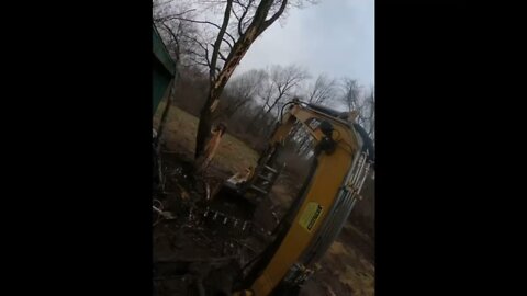 Cat 305 Minu Excavator Taking Dow Dangerous Tree