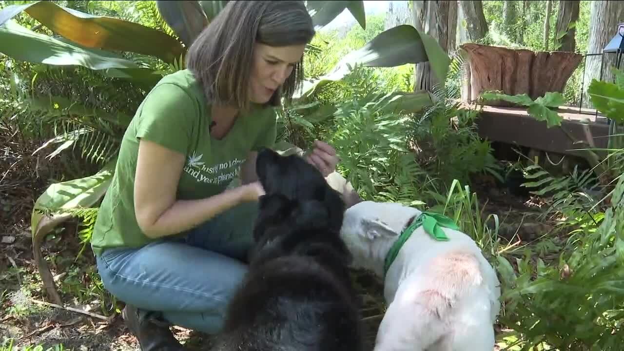 Holistic pet health comes to Tampa Bay