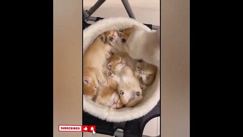 cute cat videos 😹 funny videos 😂1719