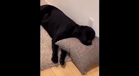 Try Not To Laugh-Animals Funny Moments (Part #02)