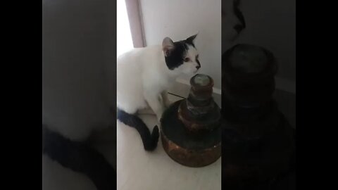 gatos