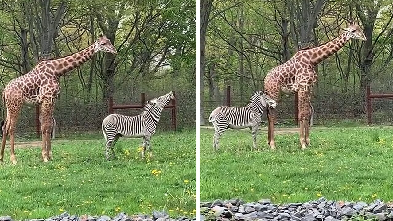 Adorable zebra and giraffe show their loving friendship