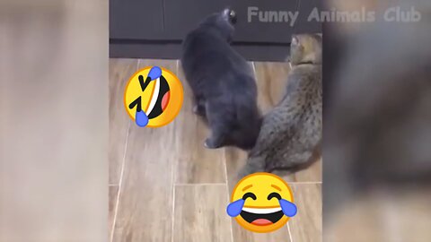 Animals funniest moments 🤣