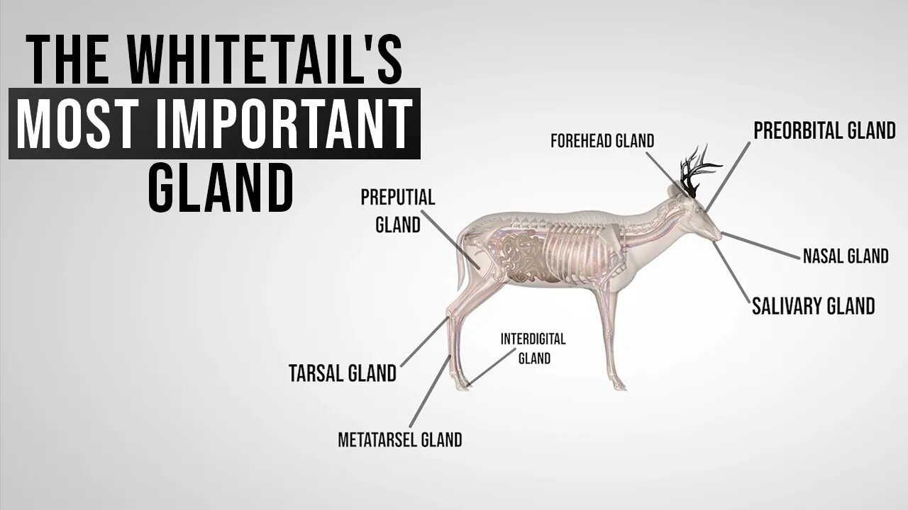 The Whitetail's Most Important Gland