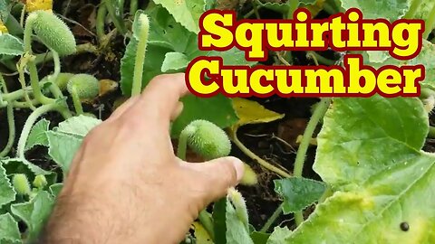 What is Squirting Cucumber?/ Gardening Entertainment