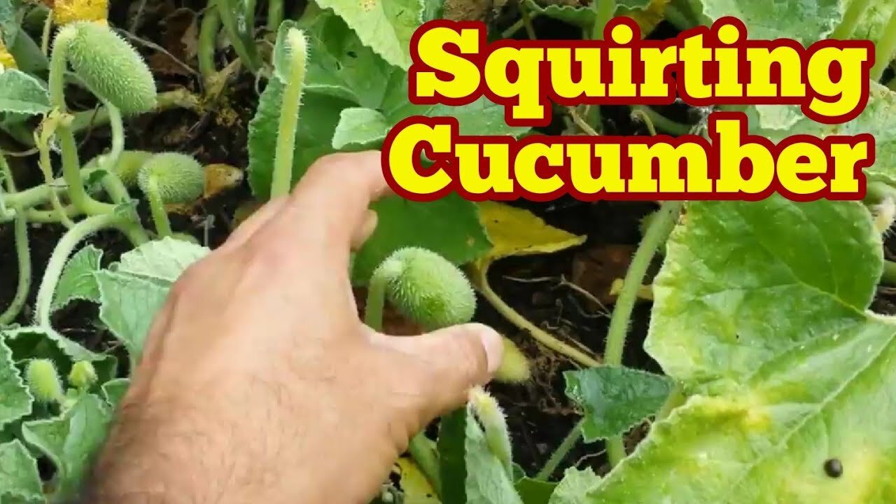 What is Squirting Cucumber?/ Gardening Entertainment