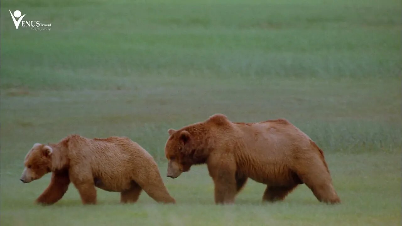 Alaska: Linh Hồn Hoang Dã