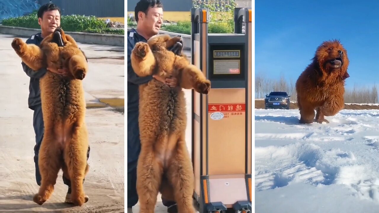 Lazy dog convincing owner to play on snow